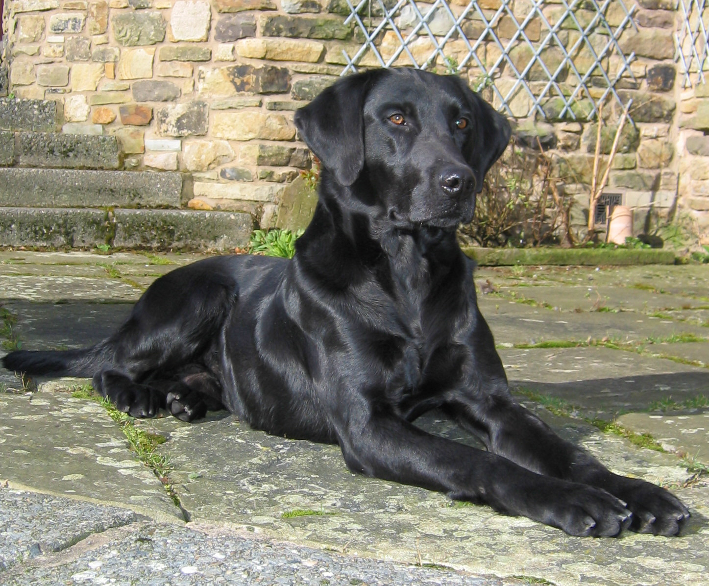 Drakeshead Labradors